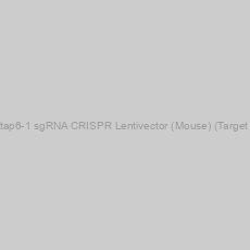 Image of Krtap6-1 sgRNA CRISPR Lentivector (Mouse) (Target 1)